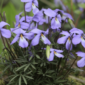 Cluster of delicate purple woodland violets